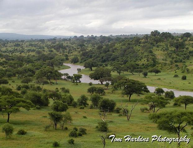 The Tarangire River.jpg